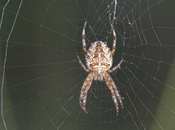 Garden cross spider (Araneus diadematus) sits in the spider's nest and is still wet with the last drops of dew, North Rhine-Westphalia, Germany, Europe
