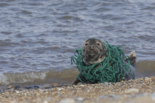Grey seal (Halichoerus grypus) adult animal resting on a beach with netting wrapped around its body, Norfolk, England, United Kingdom, Europe