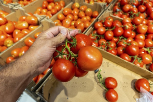 A person is holding a tomato in a store. There are many tomatoes in the store, some of which are in boxes