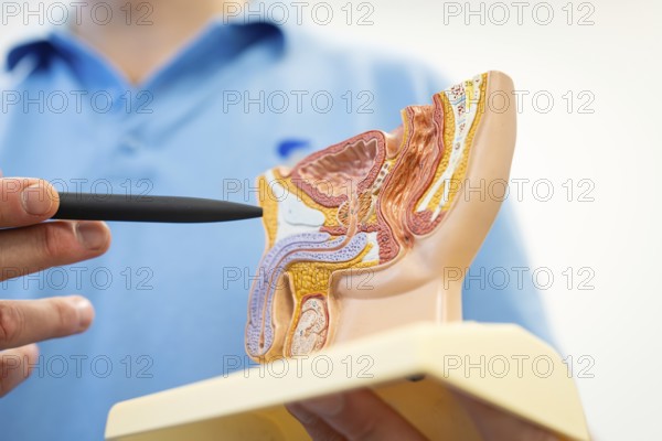 Medical demonstration with the anatomical model of a male abdomen, detailed, Urology, Germany, Europe