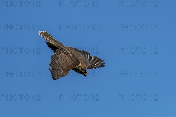 A brown bird of prey hovers in the air with its wings spread out against a clear sky, Saker Falcon, (Falco cherrug), Germany, Europe