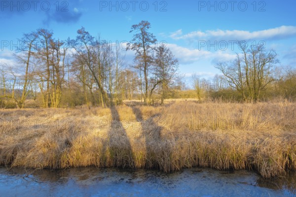 View of the vegetation along the Fangegraben and cycle path at the Steinhuder Meer, ditch, trees, landscape photo, nature photo, flora, fauna, landscape format, willow, grasses, lowland, sky, clouds, Hagenburg, Steinhude, Hanover region, Lower Saxony, Germany, Europe