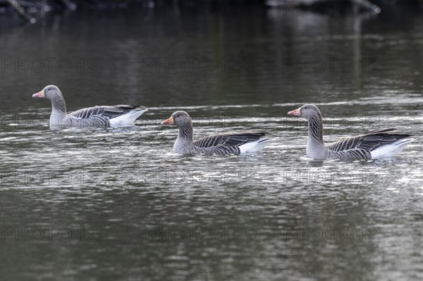 Greylag geese (Anser anser), swimming, Emsland, Lower Saxony, Germany, Europe