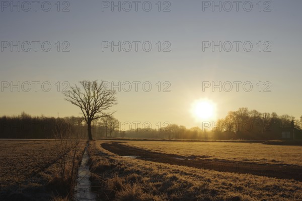 Landscape, Tree, Sun, Winter, Light mood, Colour, Germany, The rising sun bathes the landscape in a warm, almost unreal light, Europe