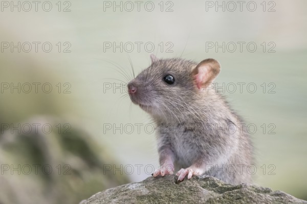 A juvenile Norway rat (Rattus norvegicus) sitting attentively on a rock with a blurred greenish background, Hesse, Germany, Europe