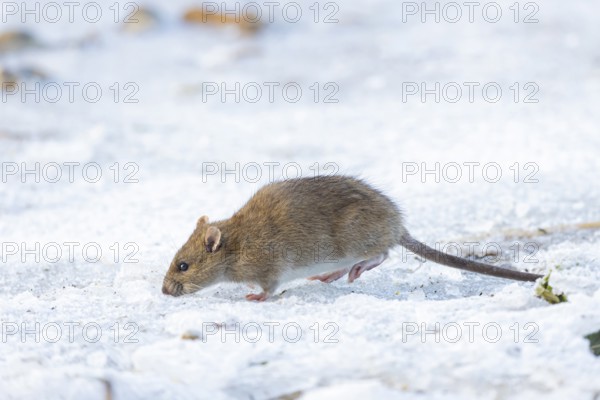Brown rat (Rattus norvegicus) adult animal searching for food on a frozen pond, England, United Kingdom, Europe
