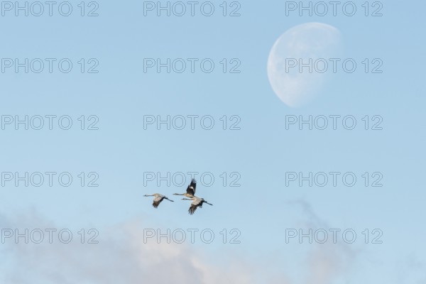 Common cranes (Grus grus) fly past the moon. Bas rhin, Alsace, France, Europe