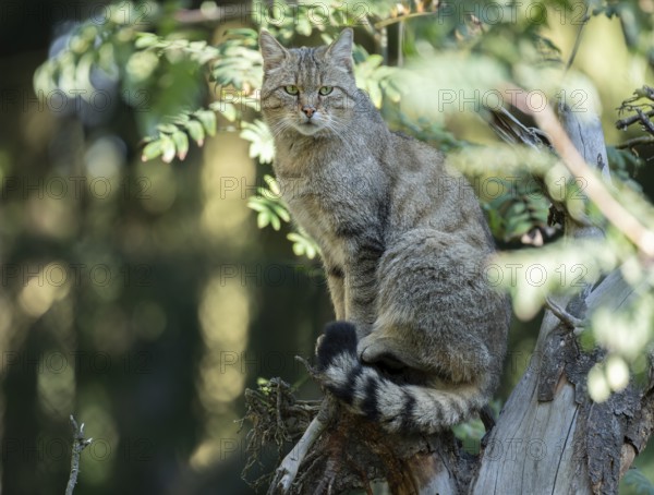 European wildcat (Felis silvestris) sitting on an old tree trunk, captive, Germany, Europe