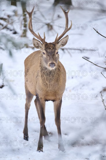Red deer (Cervus elaphus) stag in a forest in winter, snow, Bavaria, Germany, Europe