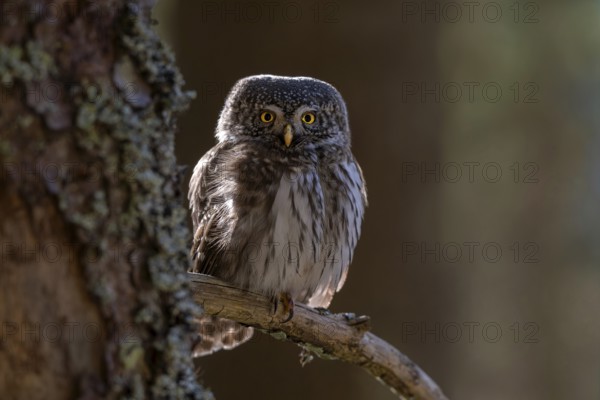 Pygmy Owl (Glaucicium passerinum), sitting on the branch of a tree, Pirchner Ast, Schwaz, Tyrol, Austria, Europe