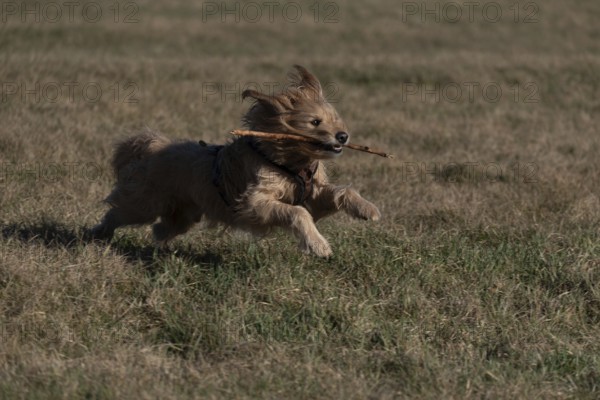 A dog runs happily across a meadow with a stick in its mouth, Germany, Europe