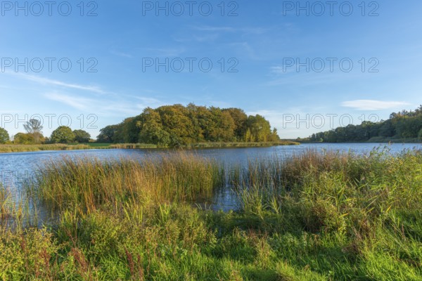 Kasseteich Lake, reed shore, forest, marshy shore, Muxtal municipality, Probstei landscape, sunshine, Schleswig-Holstein, Germany, Europe
