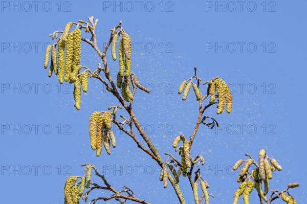 Common alder, European black alder (Alnus glutinosa) close-up of male catkins in late winter, early spring, source of tree pollen allergy. Digital composite