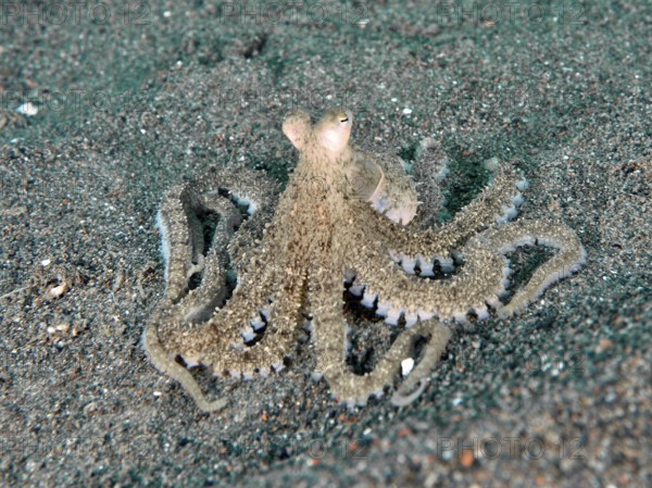 A marbled octopus (Amphioctopus aegina) with outstretched tentacles on sand, dive site Puri Jati, Umeanyar, Bali, Indonesia, Asia