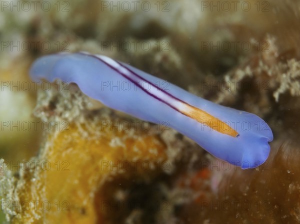 Narrow blue racing stripe whirlpool worm (Pseudoceros bifurcus) with orange stripes under water, dive site Napoleon, Permuteran, Bali, Indonesia, Asia