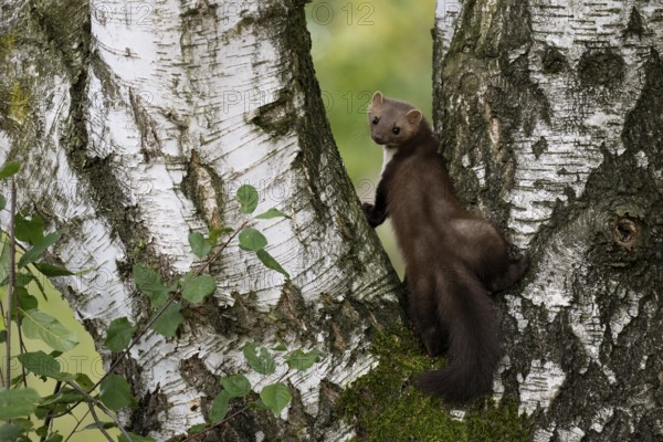 Beech marten (Martes foina), Bitburg, Rhineland-Palatinate, Germany, Europe
