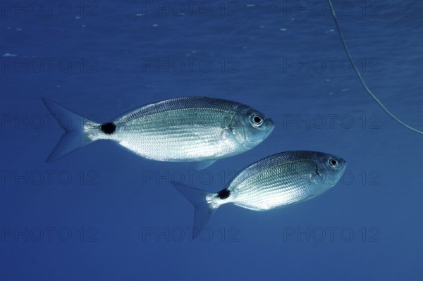 Two (Oblada melanura) specimens of sea bream, in the Mediterranean near Hyères. Unicoloured blue background, detachable. Dive site marine reserve Port Cros, Côte d' Azur, France, Europe