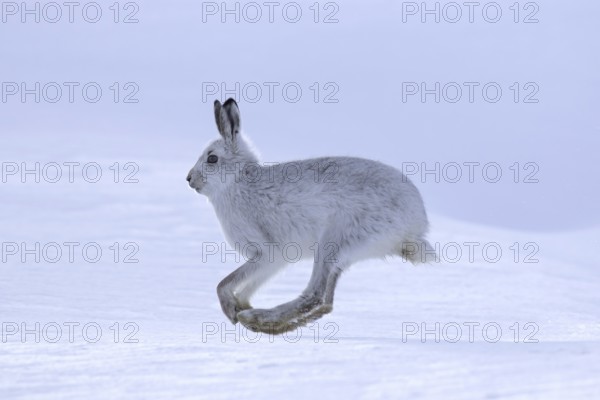 Mountain hare (Lepus timidus), Alpine hare, snow hare in winter pelage running in the snow, Cairngorms National Park, Scotland, UK