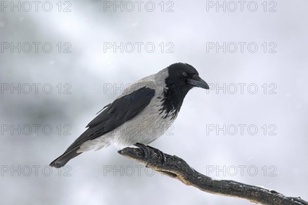 Hooded crow (Corvus cornix), hoodie perched on branch in winter during snowfall