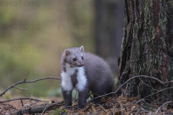 One beech marten (Martes foina) running thru a forest of pines. Trees and undergrowth around