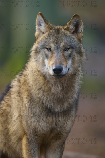 Wolf (Canis lupus), Frontal view of a wolf with dense fur in natural light, Germany, Europe