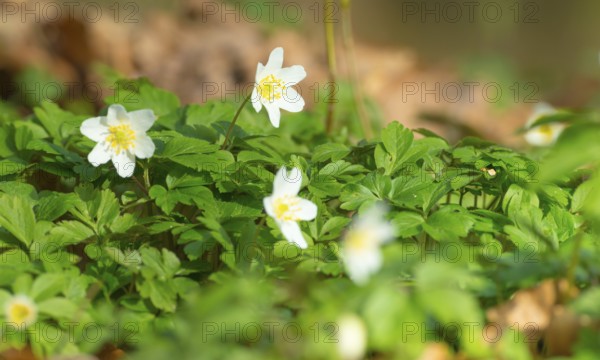 Wood anemone (Anemonoides nemorosa) (syn.: Anemone nemorosa) blooming white among last year's autumn leaves in the forest, spring flowers, forest floor in sunlight, mixed forest at the Rote Schleuse, Lüneburg, Lower Saxony, Germany, Europe