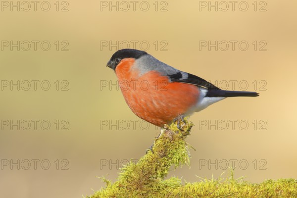 Bullfinch (Pyrrhula pyrrhula), Gimbel, male sitting on mossy branch, wildlife, finches, animals, birds, nature photography, Neunkirchen, Siegerland, North Rhine-Westphalia, Germany, Europe