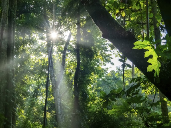 Sunbeams in the tropical forest in the morning mist, jungle, Tangoko National Park, Sulawesi, Indonesia, Asia