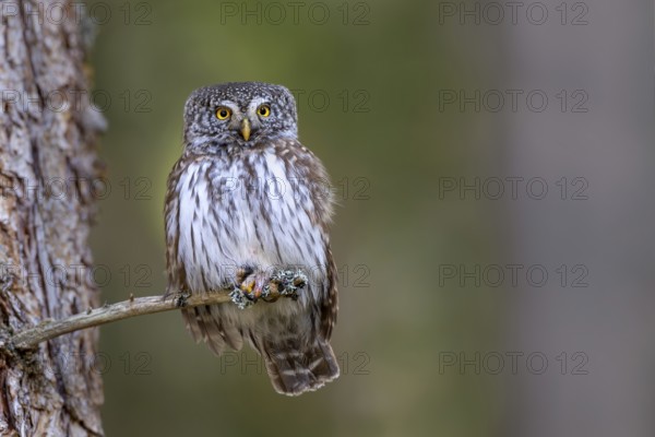 Pygmy Owl (Glaucicium passerinum), sitting on the branch of a tree, Pirchner Ast, Schwaz, Tyrol, Austria, Europe
