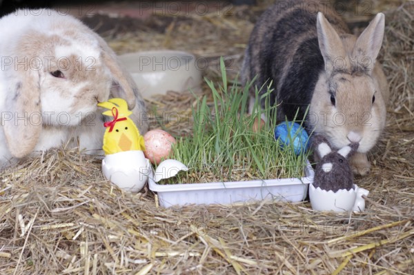 Easter, rabbit, ram rabbit, cute, Easter nest, Two rabbits examine the colourful Easter decorations in their hutch