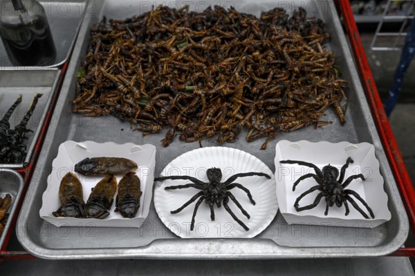 Deep-fried tarantulas, grasshoppers and bugs at a stall in the market on Khaosan Road, Bang Lamphu, Bangkok, Thailand, Asia