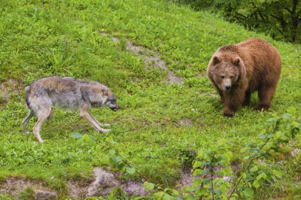 A Eurasian gray wolf (Canis lupus lupus) encounters a European brown bear (Ursus arctos arctos) in a green meadow and shows aggression