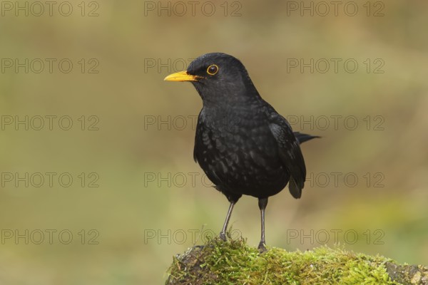 Blackbird (Turdus merula), male sitting on a moss-covered stone, wildlife, winter, animals, birds, songbird, Siegerland, North Rhine-Westphalia, Germany, Europe