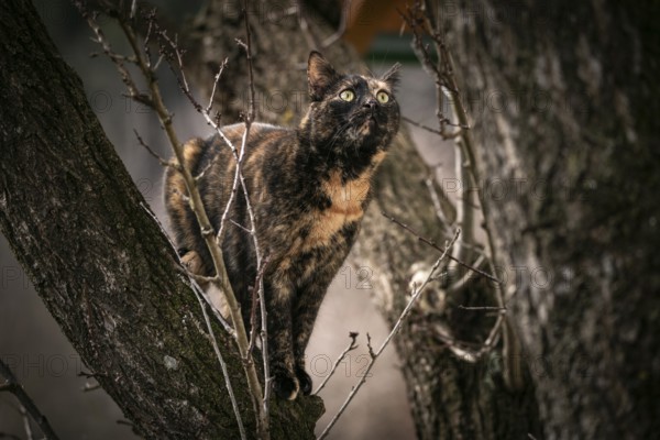 A curious tortoiseshell cat (Felis Catus) climbing a tree, Ternitz, Lower Austria, Austria, Europe