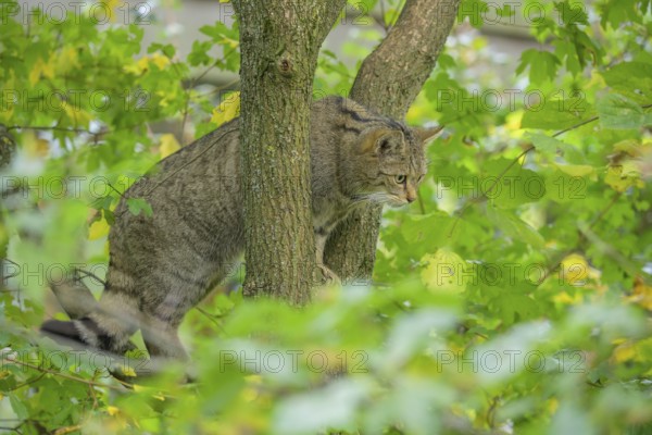 European wildcat or forest cat (Felis silvestris) in the wildcat enclosure at the Thayatal National Park House, Hardegg, Lower Austria, Austria, Europe