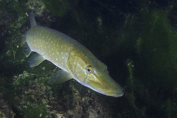 A pike (Esox lucius) swimming in the green, overgrown underwater, dive site Zollbrücke, Rheinau, Rhine, High Rhine, Switzerland, Germany, Europe