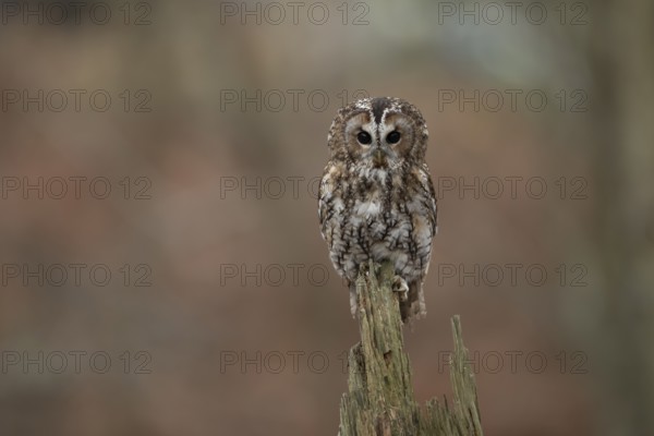 Tawny owl (Strix aluco) adult bird on a tree branch in a woodland in autumn, England, United Kingdom, Europe