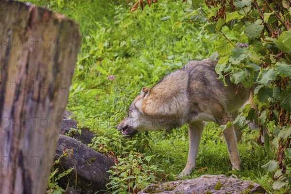 A eurasian gray wolf (Canis lupus lupus) stands on hilly terrain between a dead tree and a bush, eating grass