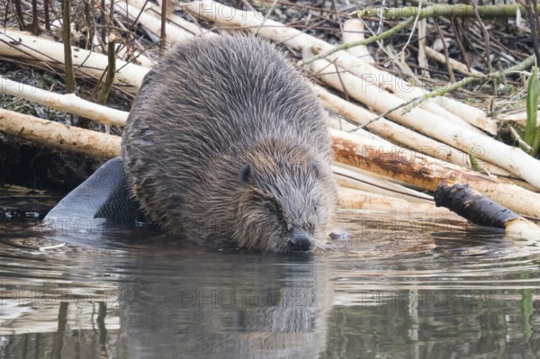 A beaver (Castor fibre) shortly in front of diving into the water, Hesse, Germany, Europe