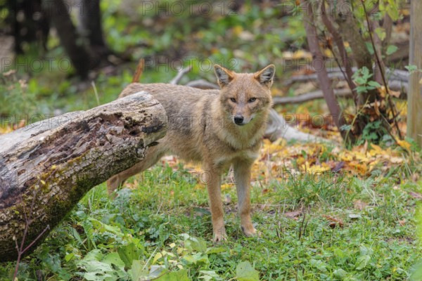 A golden jackal (Canis aureus) stands behind a rotting tree lying on the ground between bushes and rocks at the edge of the forest