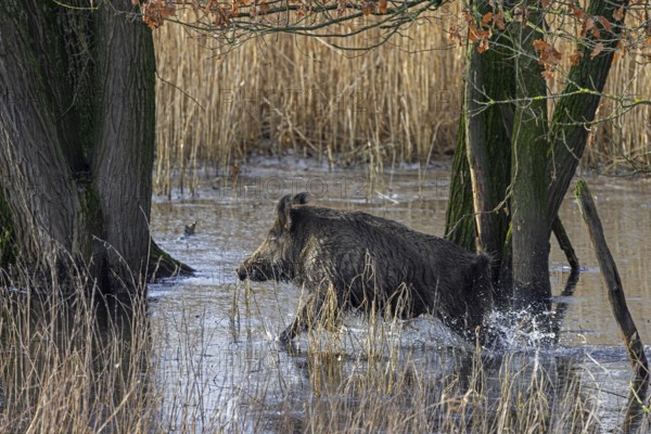 Solitary wild boar (Sus scrofa) male running in reedbed through water of marshland in winter