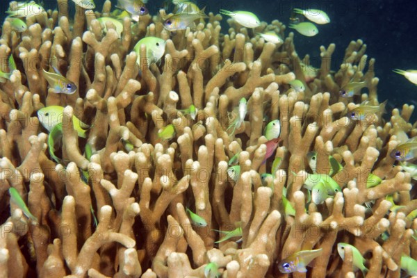Typical behaviour of schooling Green Chromis (Chromis viridis) damselfish hiding among branches Poor cones of stony coral (Acropora), Pacific Ocean, Yap Island, Yap State, Caroline Islands, Federated States of Micronesia FSM, Australia, Oceania