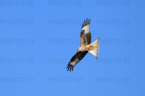 Red kite (Milvus milvus), Münster, Tyrol, Austria, Europe