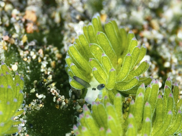 Close-up of a green leaf sheep snail (Costasiella kuroshimae), called Shaun the Sheep. Sea snail with kleptoplastids. The chloroplasts taken up by the green alga Avrainvillea lacerata and stored in its own body are clearly visible. Body length approx. 3 mm. Dive site Puri Jati, Umeanyar, Bali, Indonesia, Asia