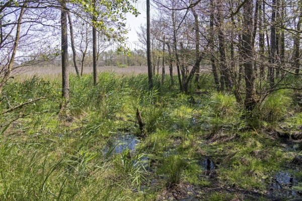 Moor, circular hiking trail, Darßer Ort, Born a. Darß, Mecklenburg-Vorpommern, Germany, Europe