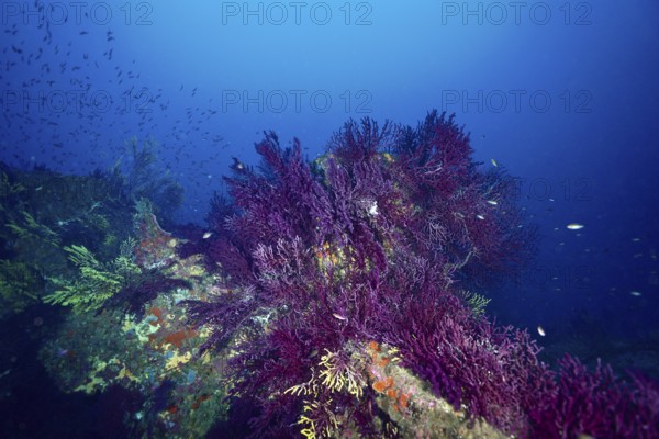 Violescent sea-whip (Paramuricea clavata) on a wreck in the deep blue ocean with schools of fish, dive site Wreck le Donator, Giens Peninsula, Provence Alpes Côte d'Azur, France, Europe