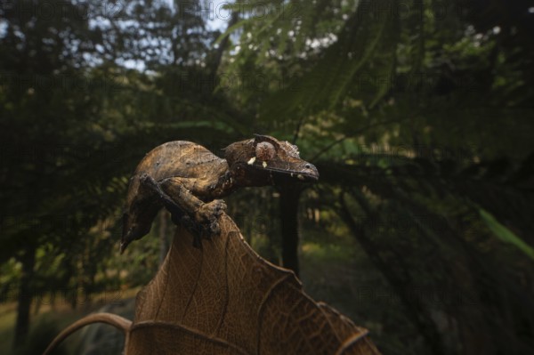 Satanic leaf-tailed gecko (Uroplatus phantsticus) in the rainforests of the Voimma Community Pars in eastern Madagascar