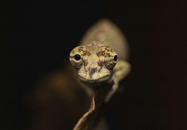 Emelinae chameleon (Calumma emelinae) in the rainforests of eastern Madagascar