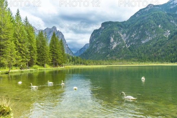 Scenic emerald green lake dobbiaco, surrounded by majestic mountains and lush pine forests, features elegant swans gliding through crystal clear waters in the dolomites