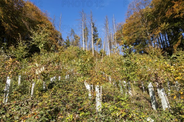 Reforestation of a section of forest destroyed by a storm, climate, climate change, storm, reforestation, East Westphalia, Germany, Europe